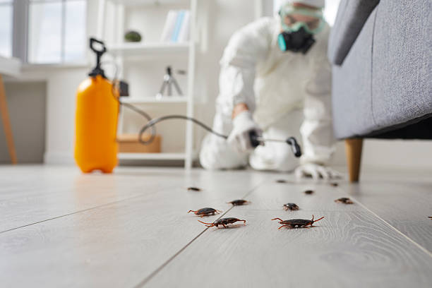 Commercial Rodent Management in Beach